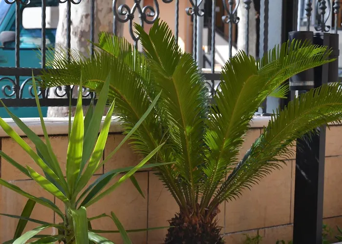 Della Vista רימיני